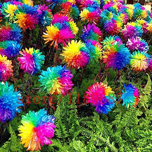 200 pcs Rainbow Chrysanthemum Flower Seeds,Daisy Rare Color,Best Gift Seeds for DIY Home Garden Kids Love This Rainbow Plant